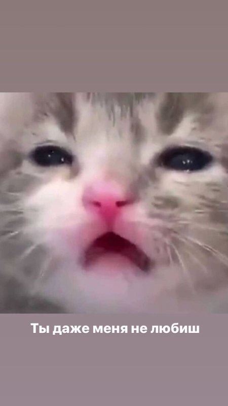 Ты меня не любишь котик