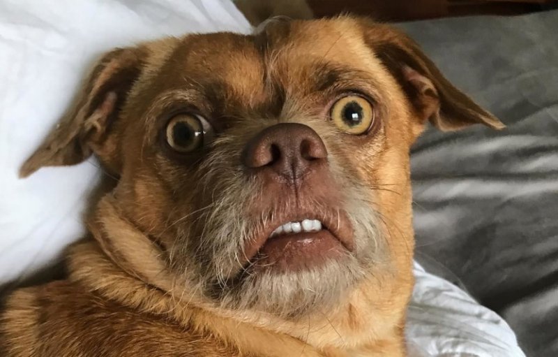 Лицо собачки