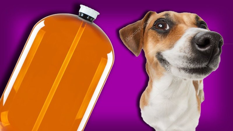 Собака Джек Рассел и кега