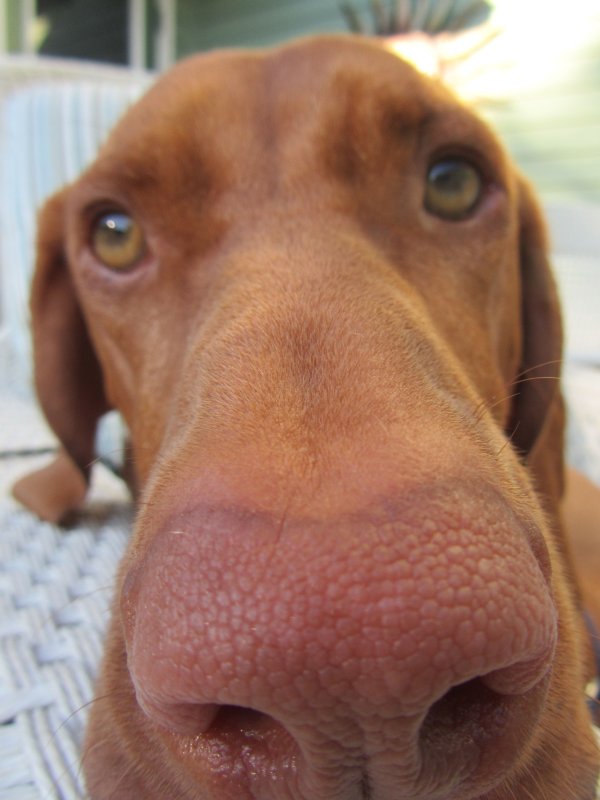 Собачка с большим носом