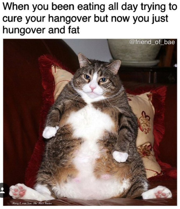 Смешные толстые коты