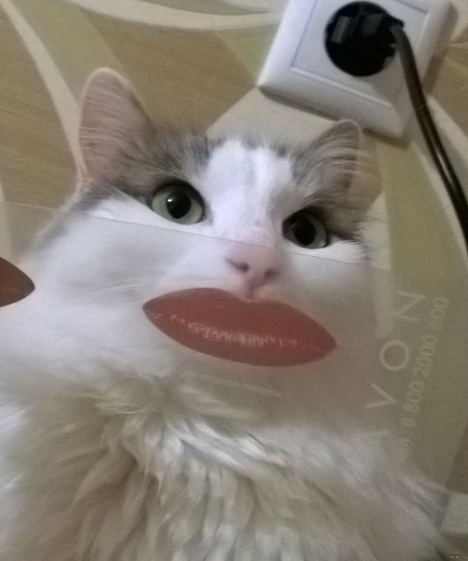 Котик губы трубочкой