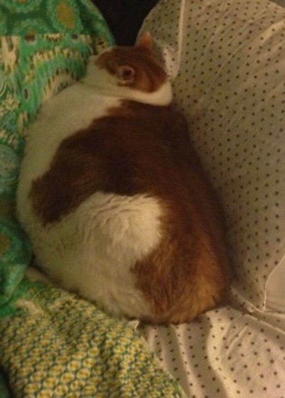 Пузатый котенок