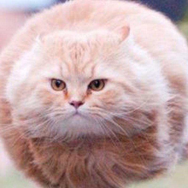 Круглый котик