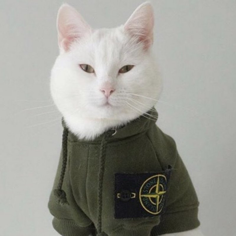 Собака в стон Айленд