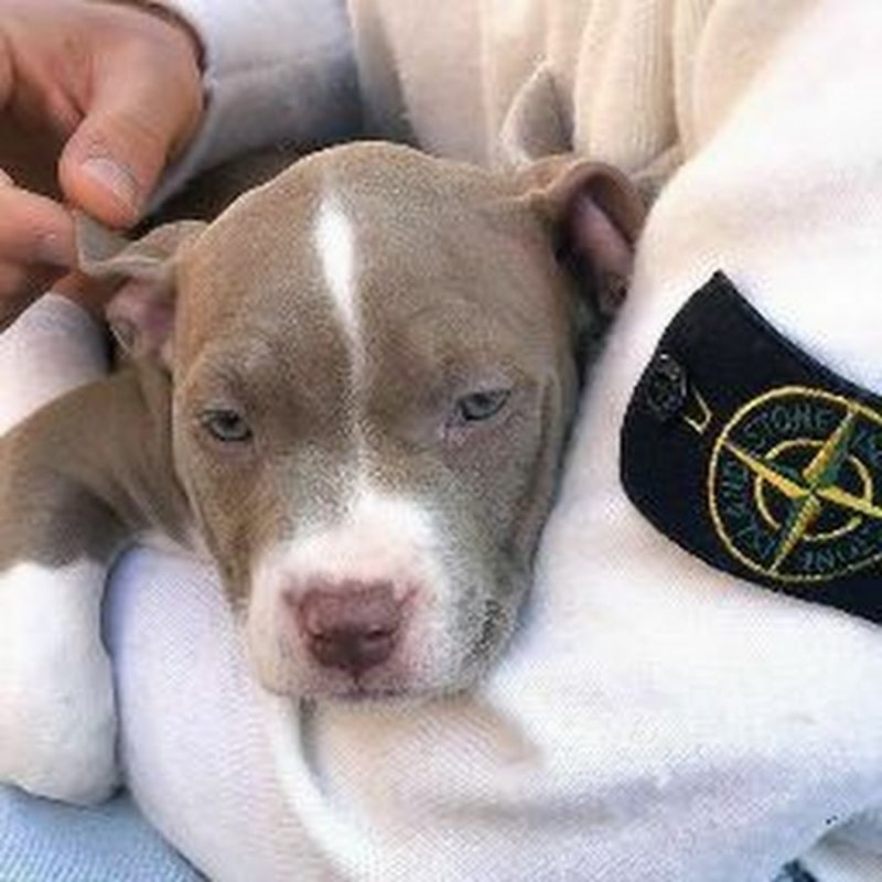 Собака со стон Айлендом