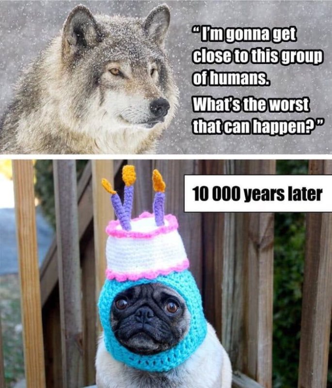 Мем волк что может случиться