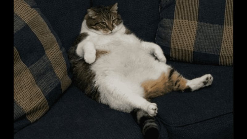 Жирный довольный кот