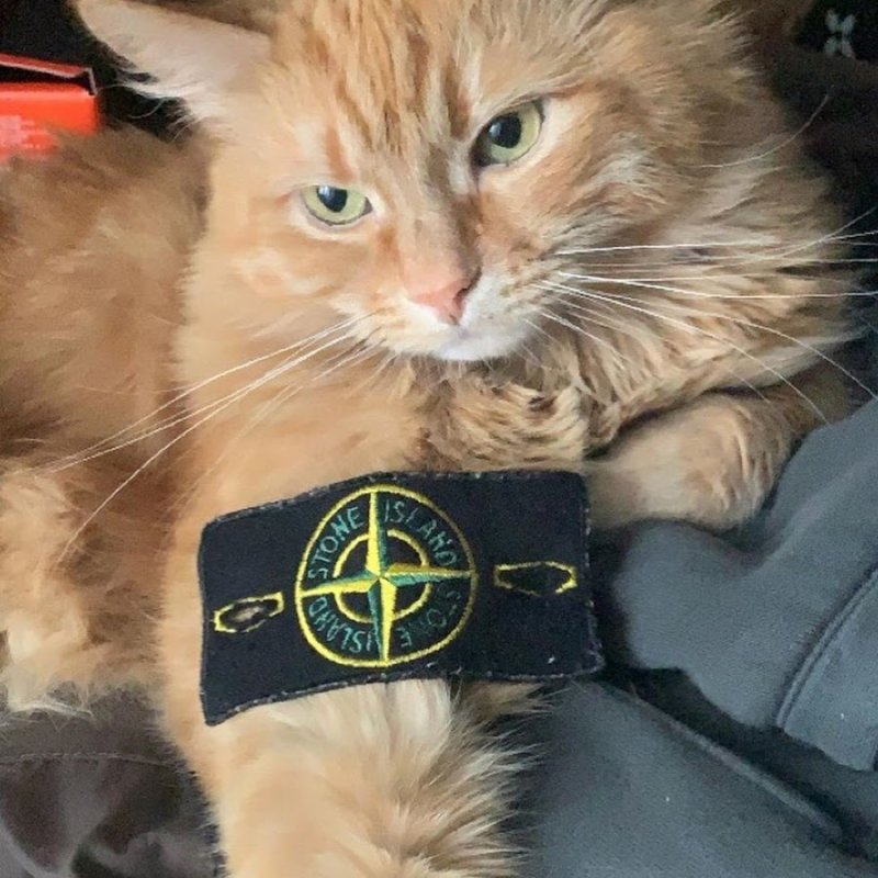 Кошка в линзах и стонике