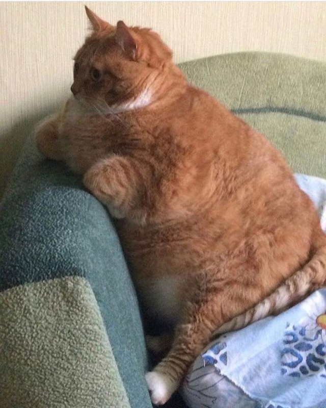 Жирный рыжий кот