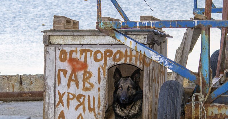 Конура смешная