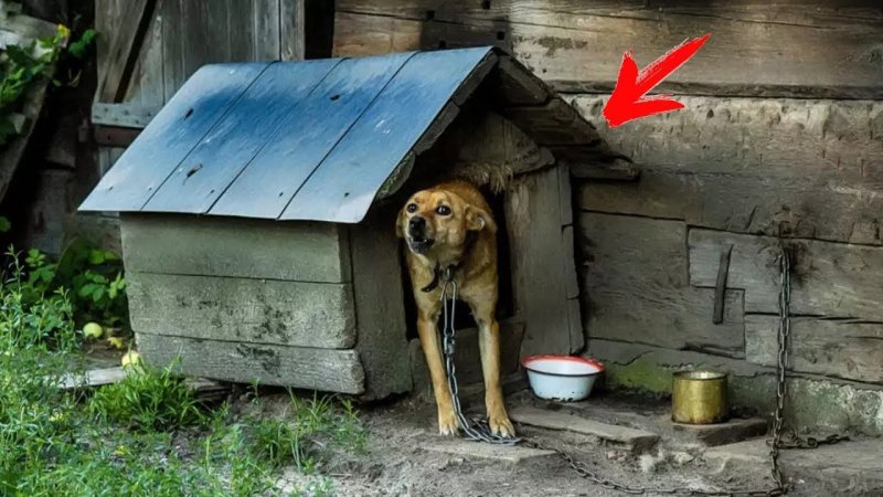 Собачья конура в деревне