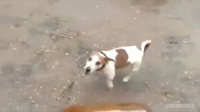 Собака Джек-Рассел-терьер кега