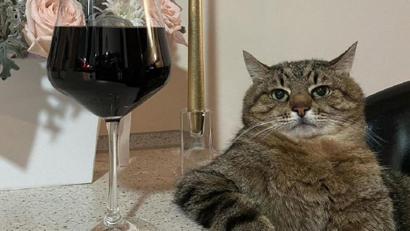 Котик с вином