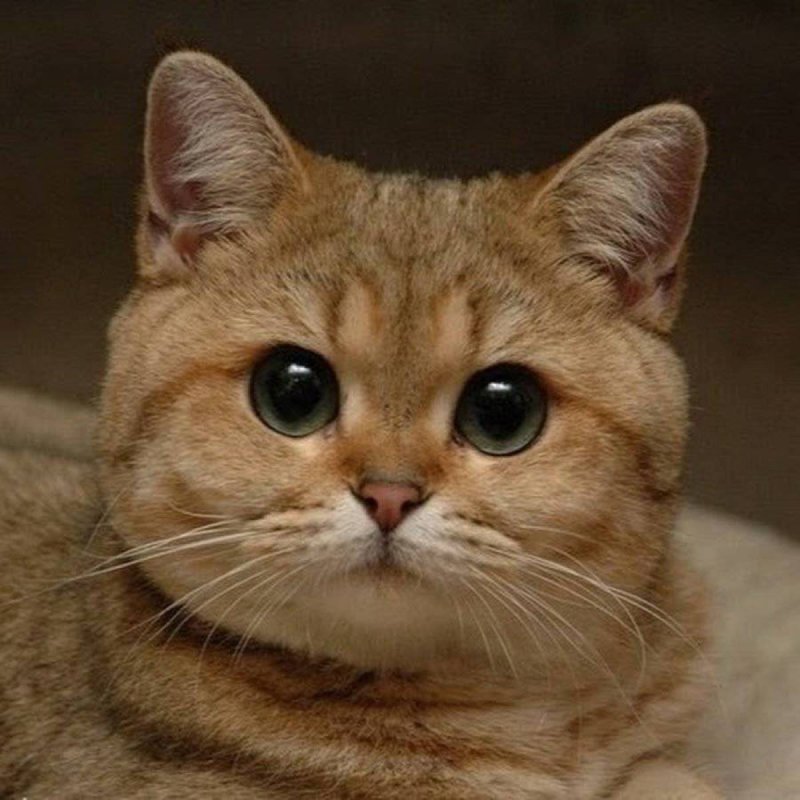 Пушистый Пидрила