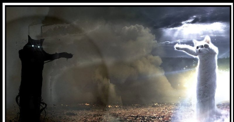 Черный и белый кот Мем