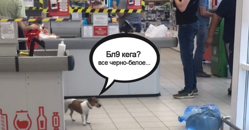 Собака из мема кега