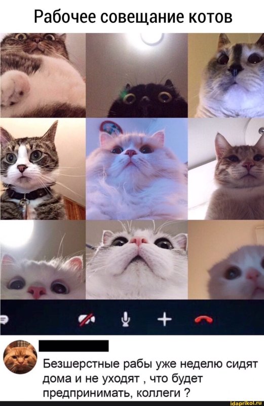 Мемы с котиками
