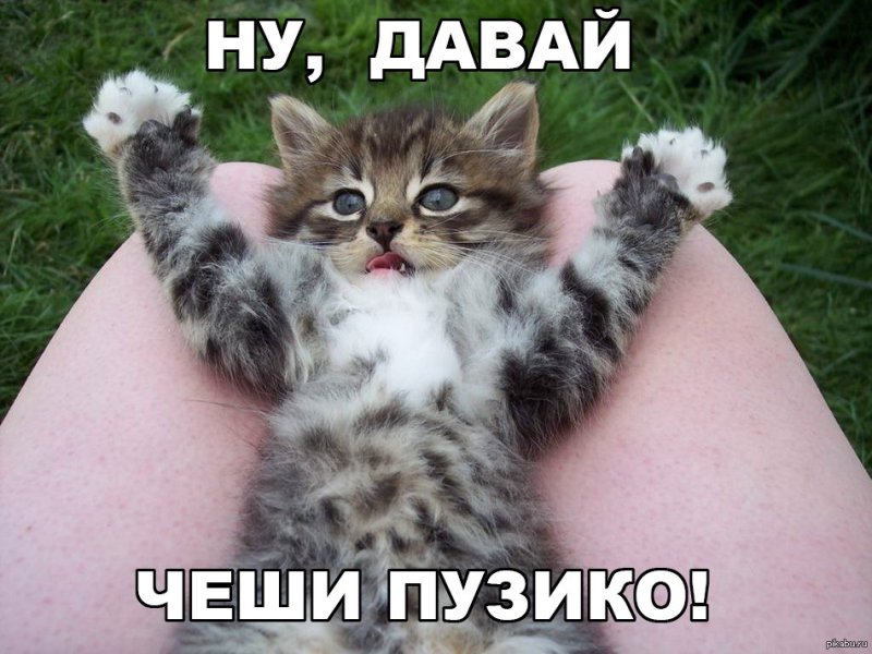 Почеши пузико