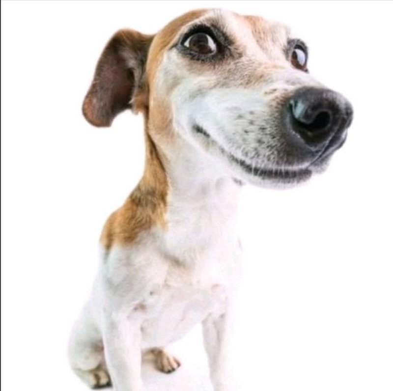 Джек Рассел и кега