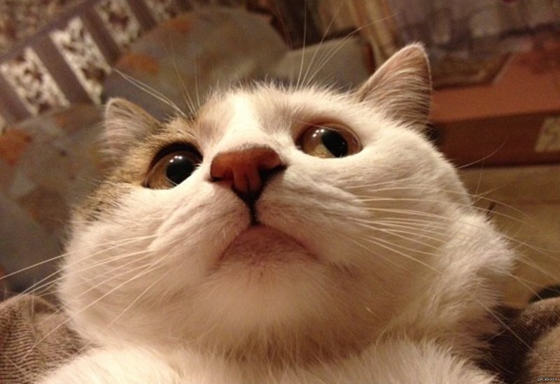 Мем про котов