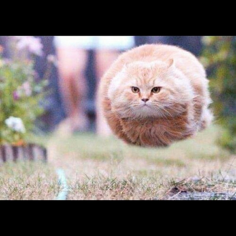 Летающий кот