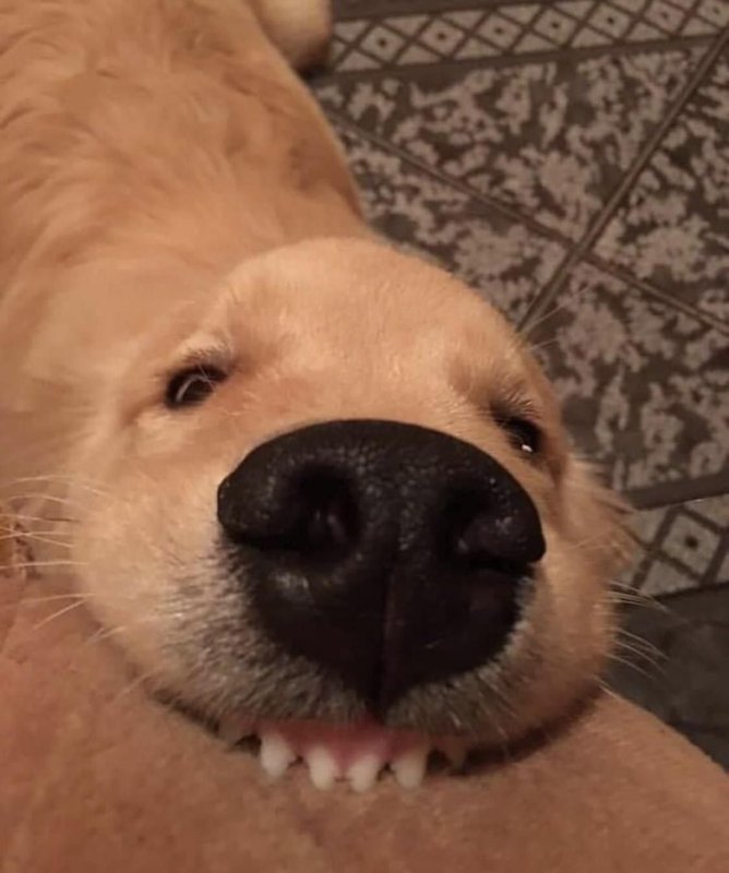 Собака Кусь