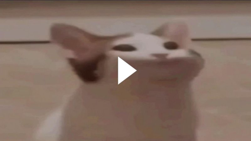 Кот мкм с открытым ртом