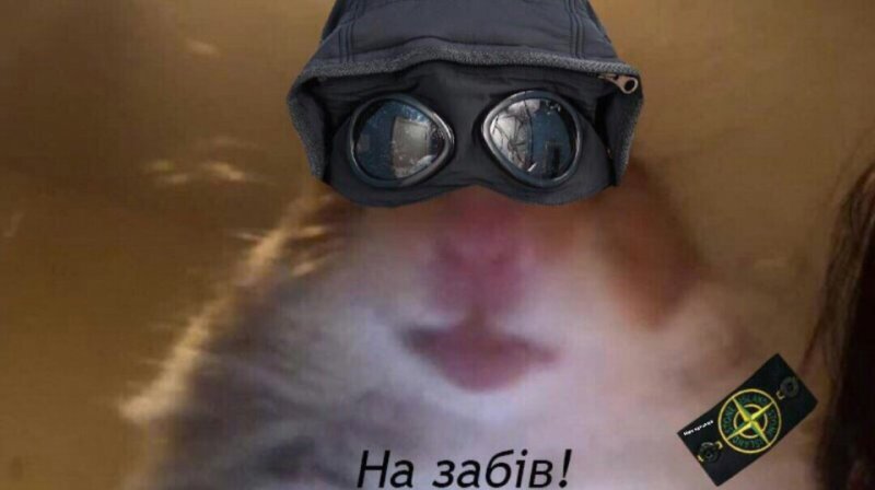 Коты ОФФНИКИ