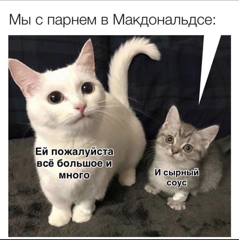 Картинки котиков