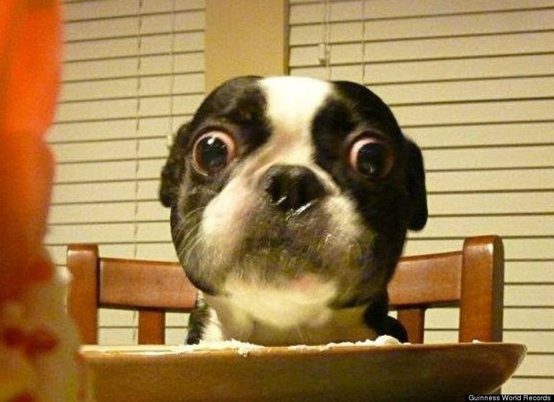 Собака с выпуклыми глазами