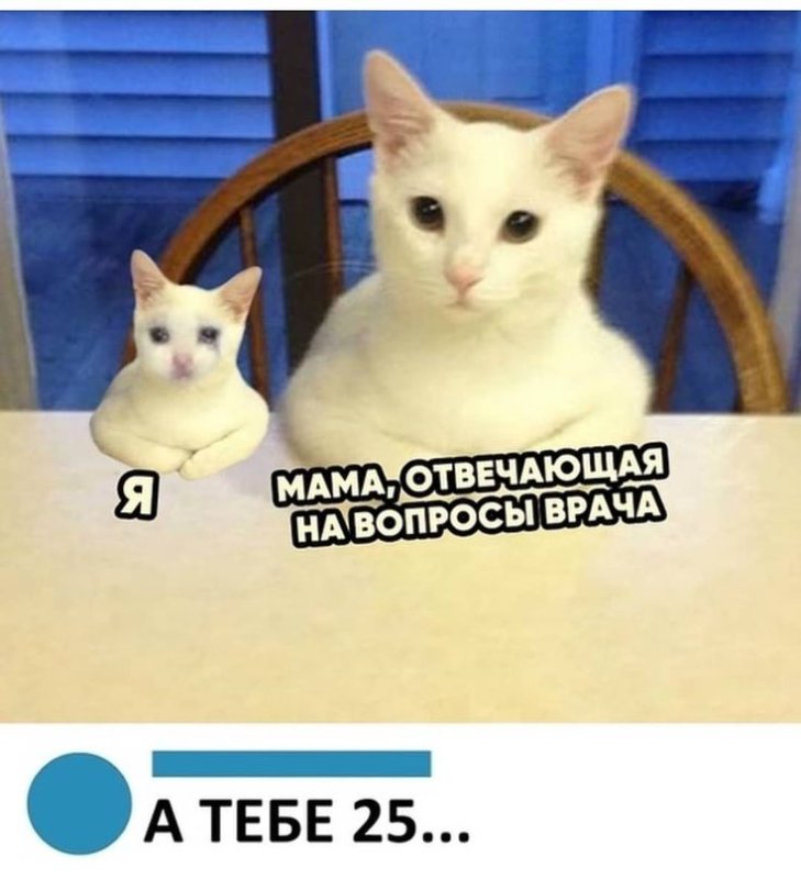 Кот мемы Инстаграм