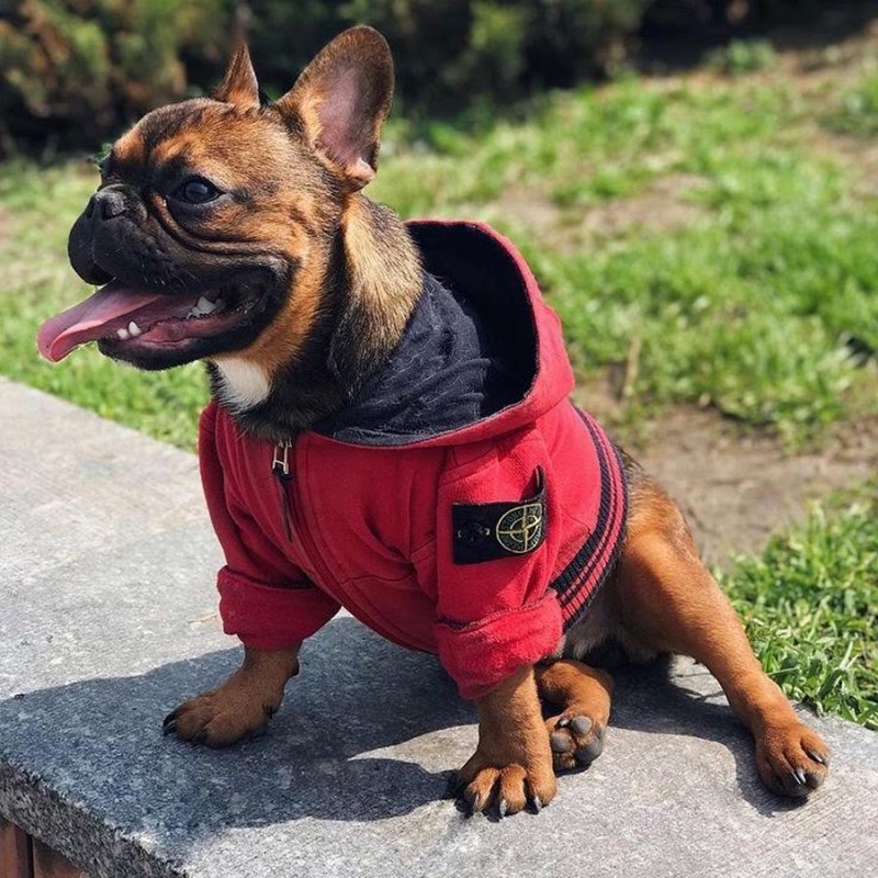 Одежда для собаки стон Айленд