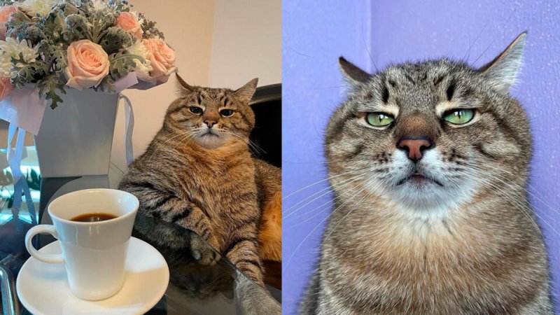 Грустный кот за столом