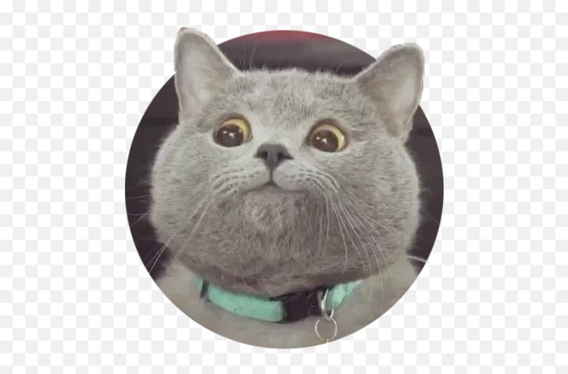 Круглый кот Мем