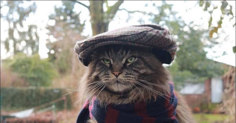 Кот в кепке