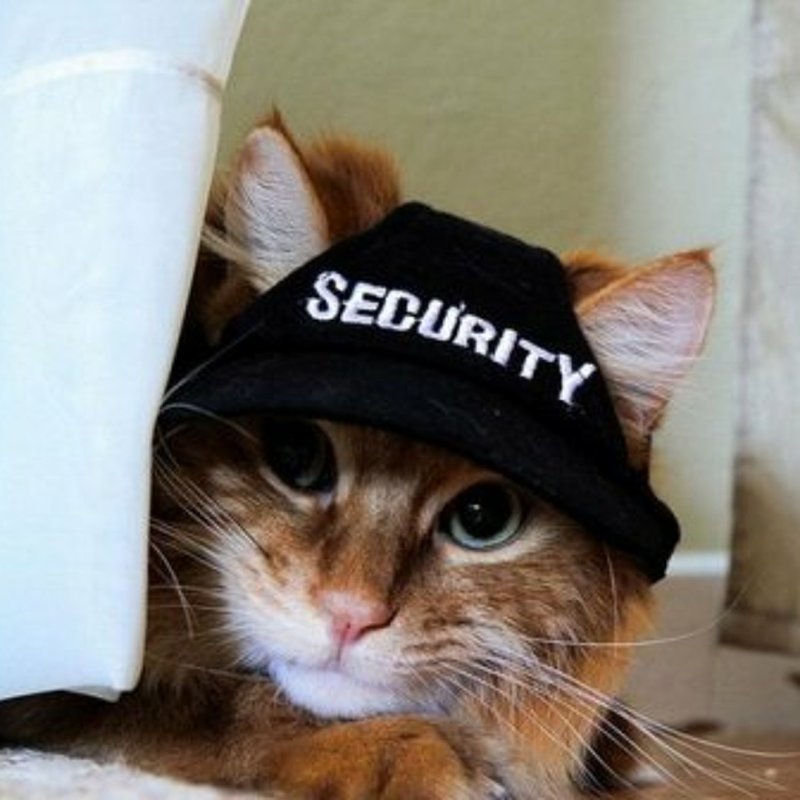 Кот в бейсболке