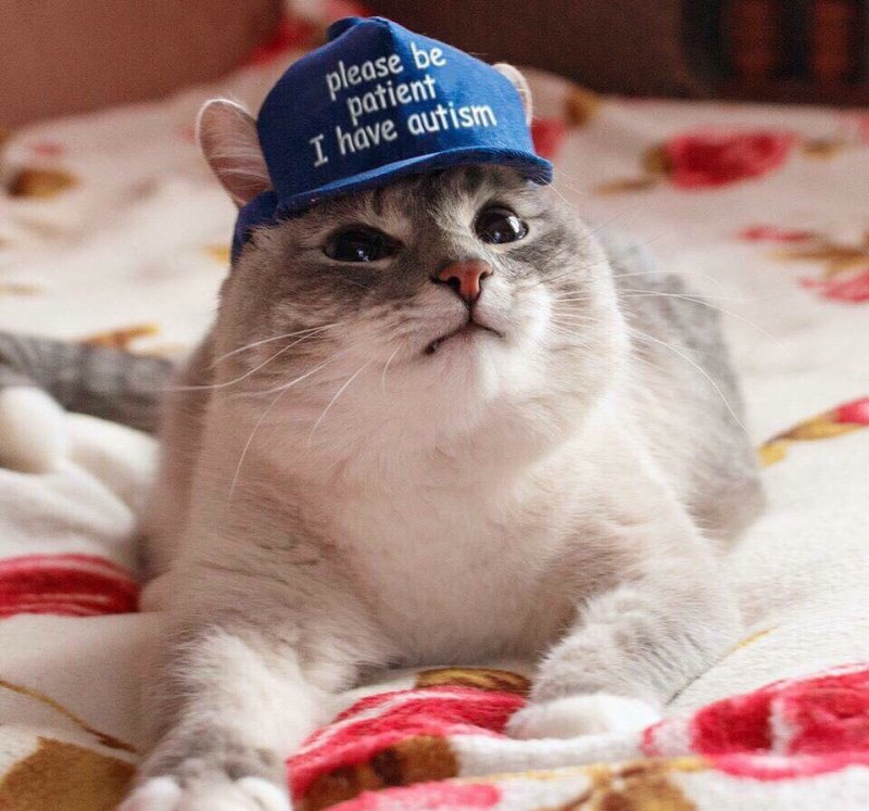 Кот с кепкой аутизм