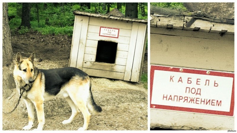 Надписи на собачьих Будках