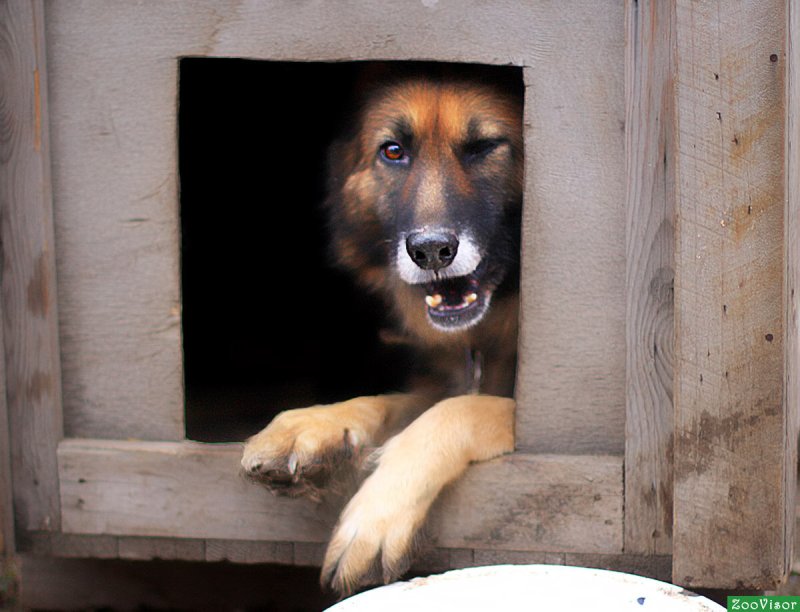 Собака в будке на цепи