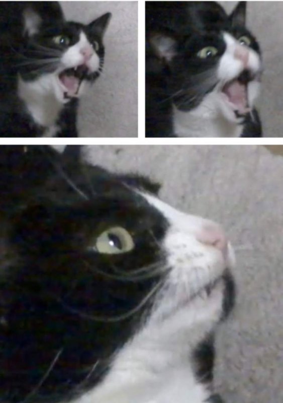 Кот Мем