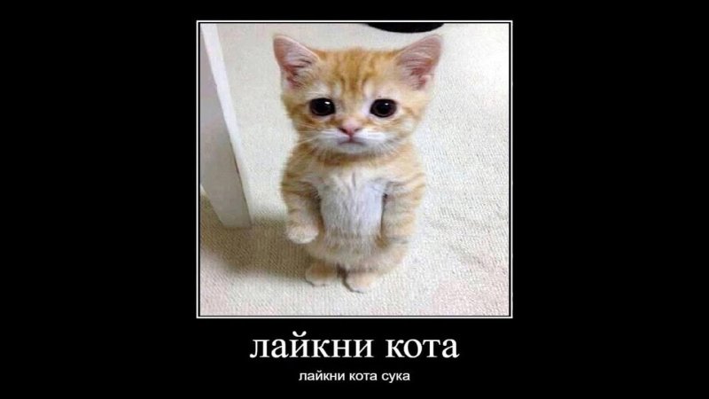 Котики демотиваторы