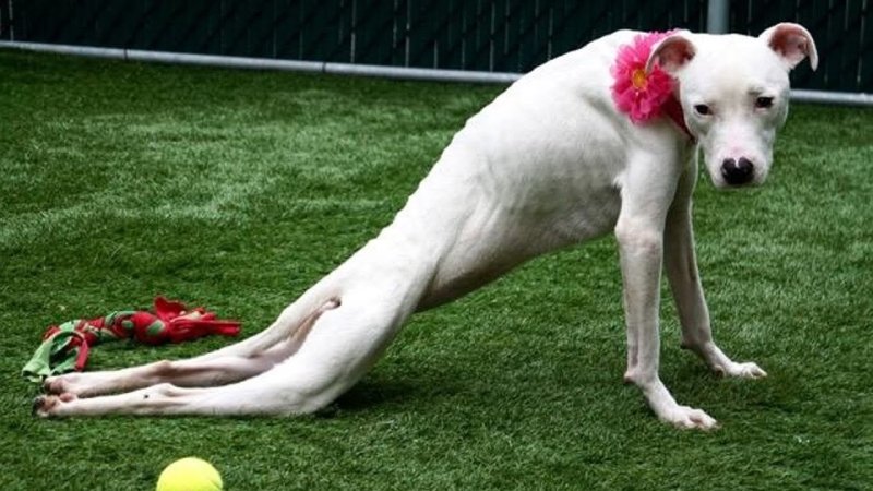 Сутулая собака гончая порода