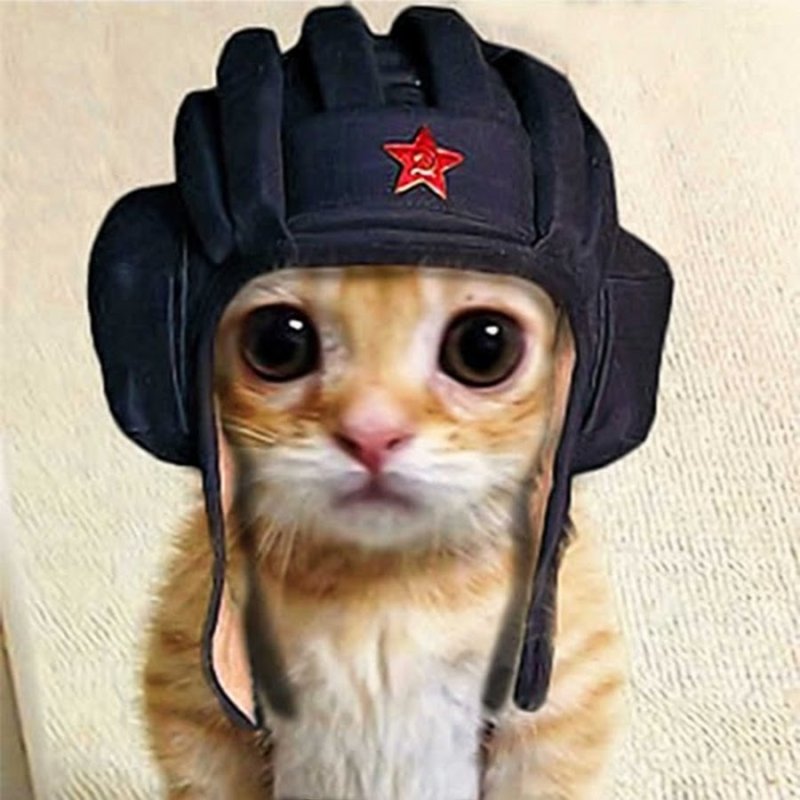 Кот в военной шапке