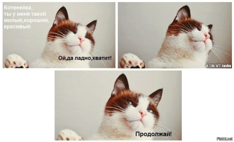 Кот прекрати продолжай