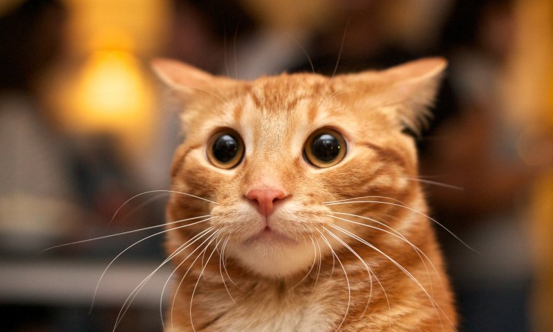 Прикольный кот