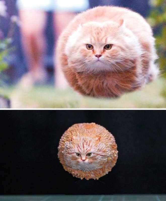 Пушистый кот