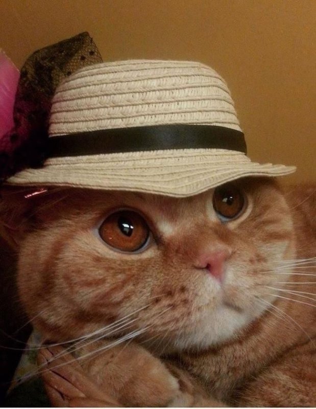 Смешной кот в шляпе
