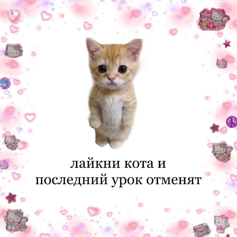 Лайкни кота лайкни кота сука