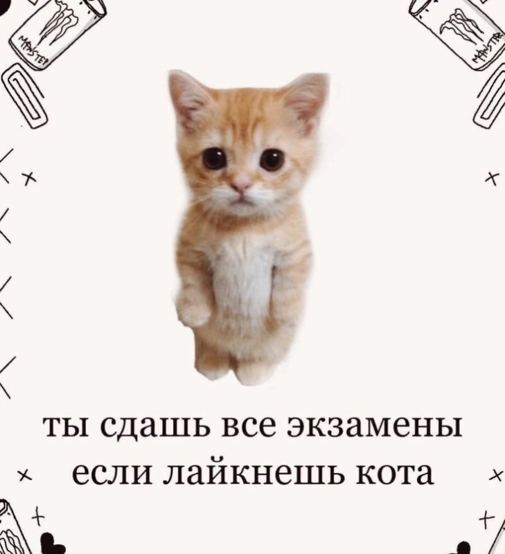 Лайкни кота Мем